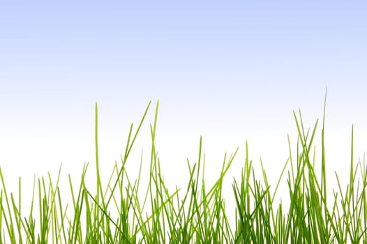 green and fresh easter grass under blue sky
