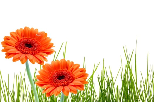 grass and gerbera daisy flower with copyspace for a text message