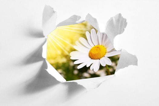 flower behind hole in blank paper showing freedom