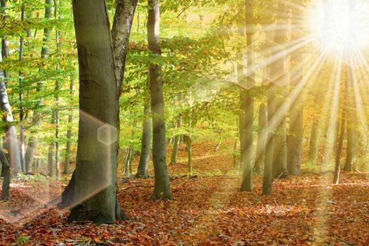 sund and tree in the woods showing hiking concept