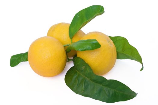 three oranges with leaves isolated on white background