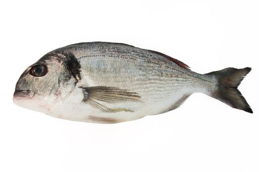 fresh sea bream isolated on white background
