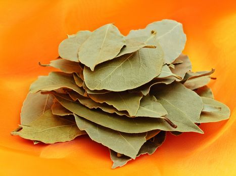 green bay leaves over orange tectile background