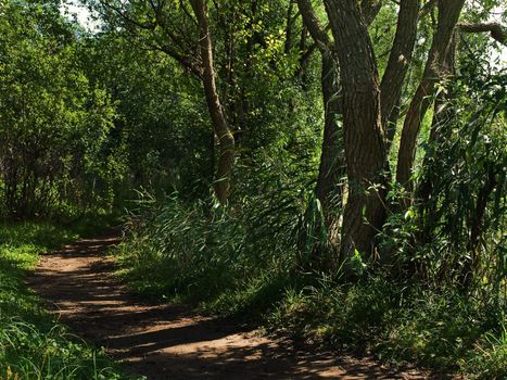 path in summer green forest with sun rays