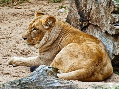 Photo of resting lioness in wild nature 