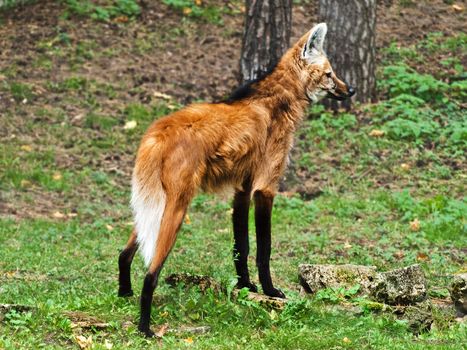 Photo of maned wolf in wild nature
