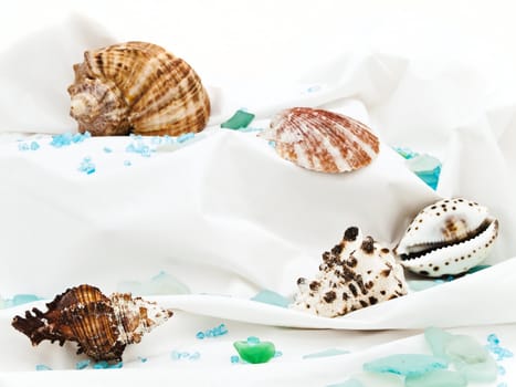 marine decor with sea shell,  and decorative stones at white