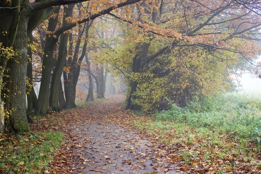 early autumn foggy morning in the park