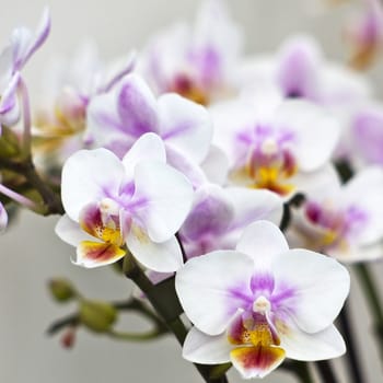 Beautiful orchid  - phalaenopsis