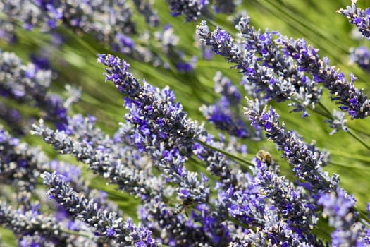 lavender flowers