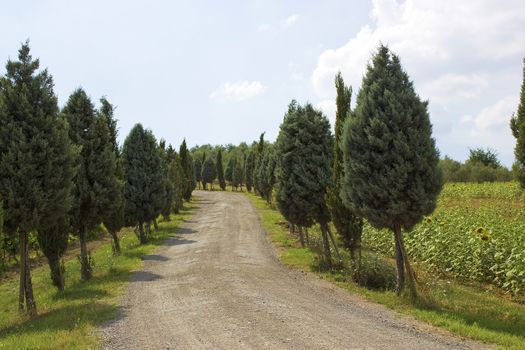 Cypress Alley leading to the farmer's house in Tuscany 