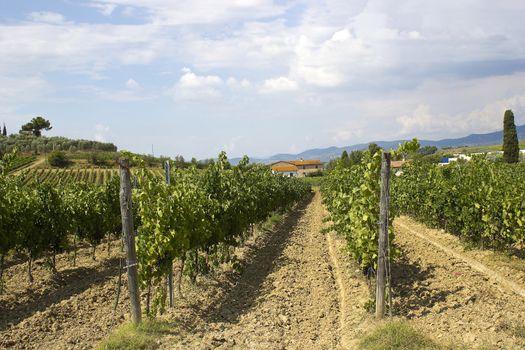 tuscany vineyard