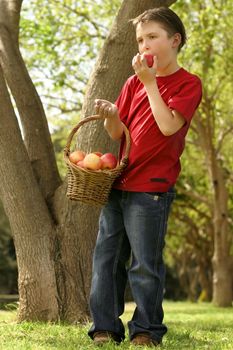 Nutrition - boy with a basket of apples in his hand and eating another one.