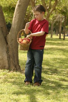 Young boy holding a basket of pink lady apples.