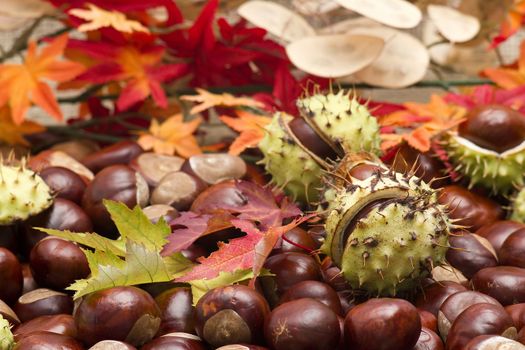 chestnuts and autumn leaves