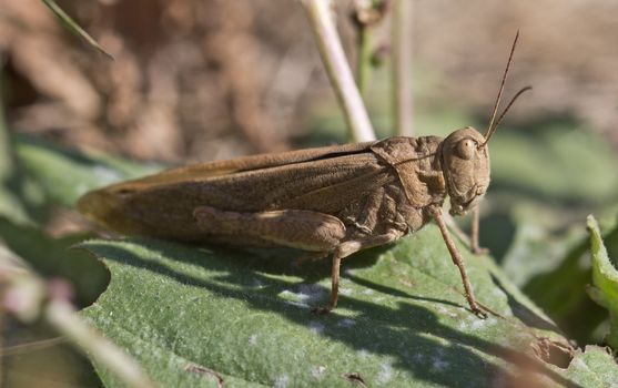 A closeup shot of a grasshopper