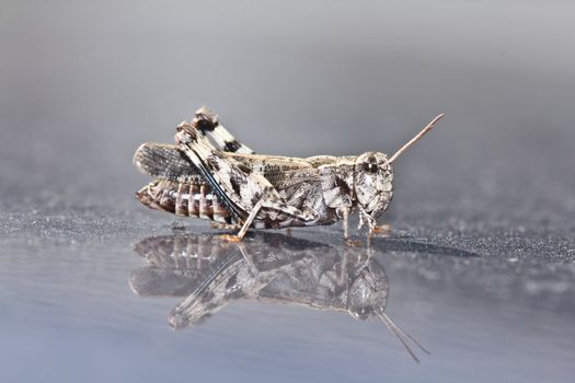 A closeup shot of a grasshopper