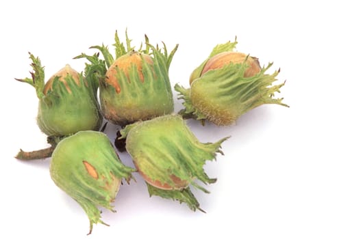 Hazelnut  