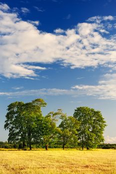 Group of trees on the brink of a vast yellow meadow