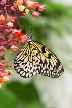 Tropical Paper kite or Sunburst Rice Paper butterfly - vertical image