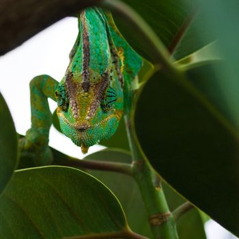 Green Jemenchameleon climbing through branches - square image
