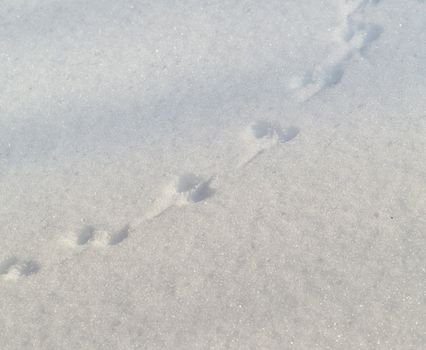Trace of the wood mouse on snow