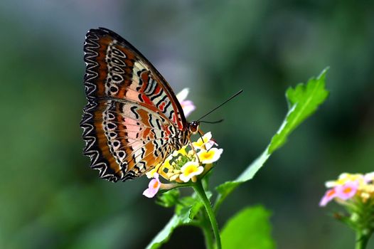 Tropical butterfly Plain lacewing or Cethosia hypsea on Lantana flowers