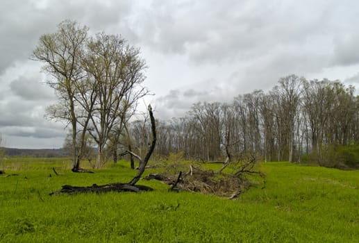 Spring landscape in the cloudy afternoon on wood suburb