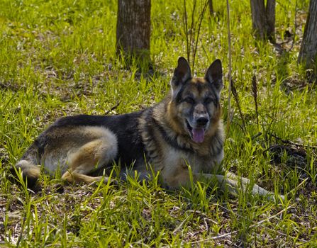 The German shepherd lies on a grass