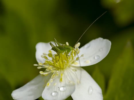 Green grasshopper sitting on a white flower