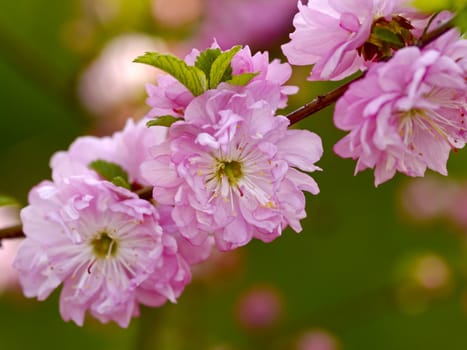 Branch with pink colors of an Oriental cherry