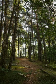 Green forest in summer - vertical image