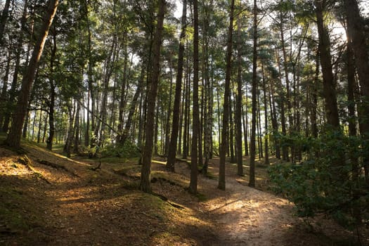 Green forest in summer - horizontal image