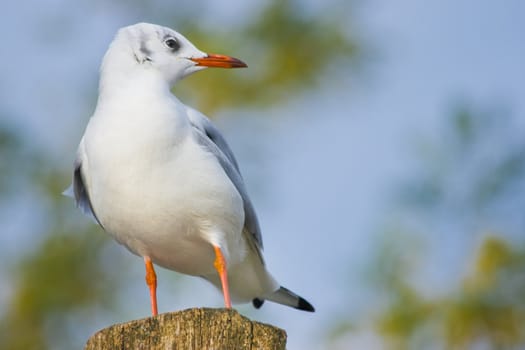 Young Black-headed Gull on wood stake with blue background