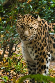 Amour panther standing between bushes - vertical image