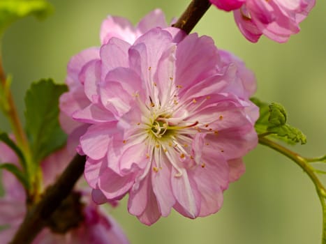 Branch with pink colors of an Oriental cherry