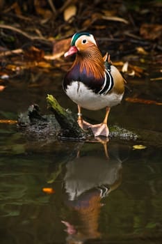 Mandarin duck in autumn with reflection in water