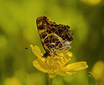 The motley butterfly on a yellow dandelion