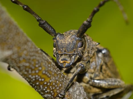 Brown large bug on a bush branch