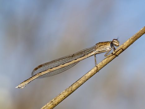 Beige dragonfly on the dried up stalk of a grass