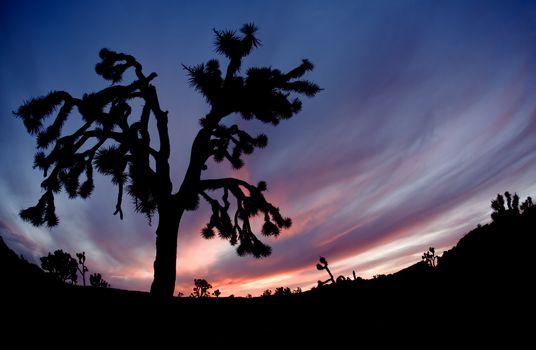 Silhouette of Joshua Tree at Sunset in National Park