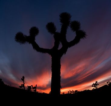 Joshua Tree Silhouette in California National Park at Sunset