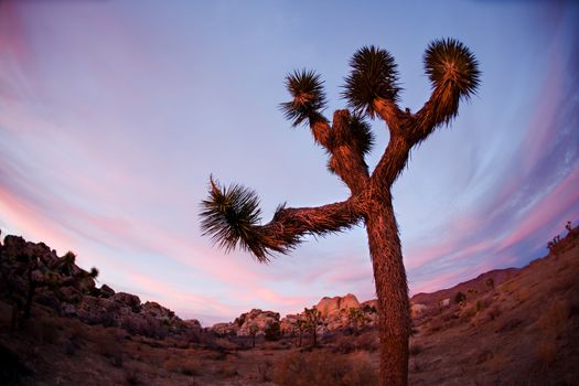 Joshua Tree Silhouette in California National Park at Sunset