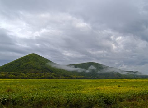 Morning landscape on the brink of a soya field