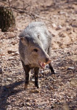 Javelina or collared peccary in the Sonoran Desert