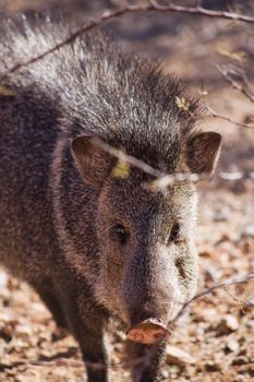Javelina or collared peccary in the Sonoran Desert