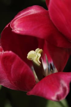 Close up photo of red tulip, shallow depth of field