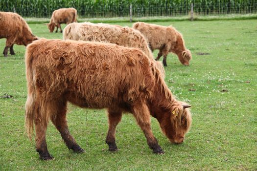 Young highland Swiss calf grazing
