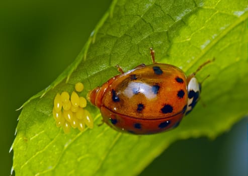 The motley bug postpones eggs for green sheet