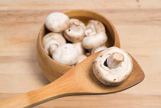 A single mushroom being held on a wooden spoon with more out of focus in the background